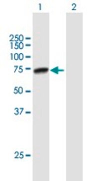 Anti-PRMT5 antibody produced in mouse purified immunoglobulin, buffered aqueous solution