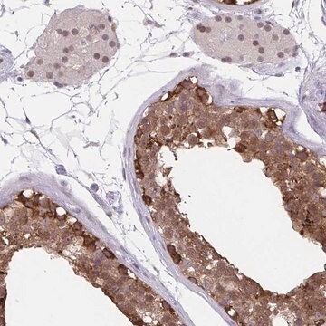 Anti-TSN antibody produced in rabbit Prestige Antibodies&#174; Powered by Atlas Antibodies, affinity isolated antibody, buffered aqueous glycerol solution