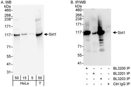 Rabbit anti-Sirt1 Antibody, Affinity Purified Powered by Bethyl Laboratories, Inc.