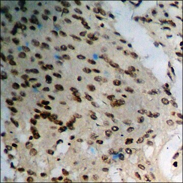 Anti-phospho-BRCA1 (pSer1423) antibody produced in rabbit affinity isolated antibody