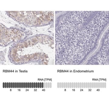 Anti-RBM44 antibody produced in rabbit Prestige Antibodies&#174; Powered by Atlas Antibodies, affinity isolated antibody, buffered aqueous glycerol solution