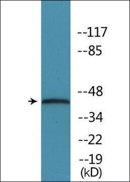 Anti-phospho-p38 MAPK (pThr179+Tyr181) antibody produced in rabbit affinity isolated antibody