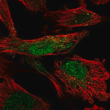 Anti-SLF2 antibody produced in rabbit Prestige Antibodies&#174; Powered by Atlas Antibodies, affinity isolated antibody