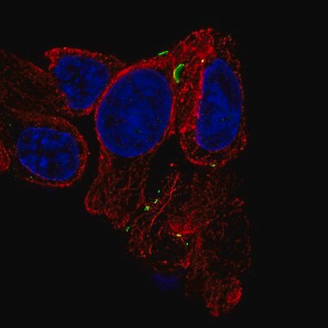 Monoclonal Anti-GJB6 antibody produced in mouse Prestige Antibodies&#174; Powered by Atlas Antibodies, clone CL4540, purified immunoglobulin, buffered aqueous glycerol solution