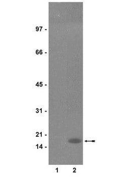 Anticorpo anti-fosfo-istone H3 (Ser10), clone RR002 clone RR002, Upstate&#174;, from mouse