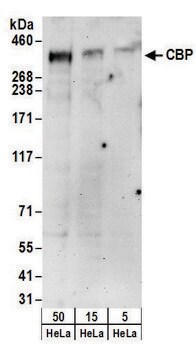 Rabbit anti-CBP Antibody, Affinity Purified Powered by Bethyl Laboratories, Inc.