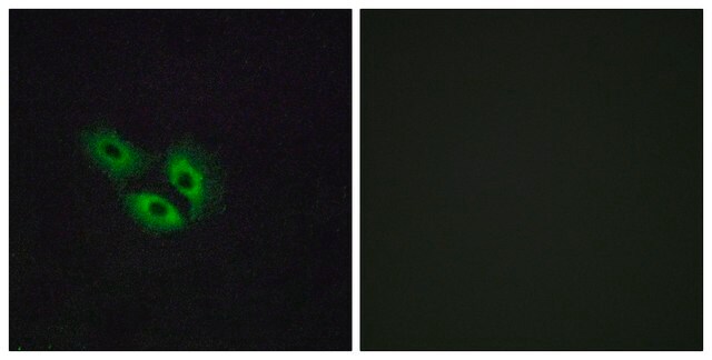 Anti-OR4E2 antibody produced in rabbit affinity isolated antibody