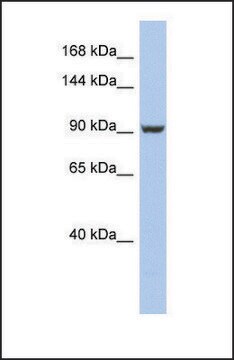 Anti-PMS2 antibody produced in rabbit affinity isolated antibody