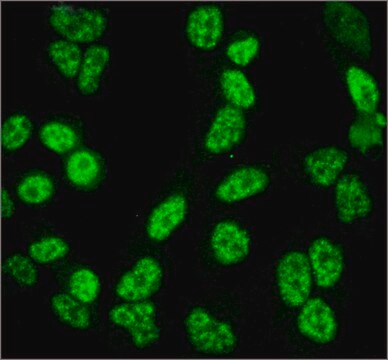 Anti-JMY antibody produced in rabbit ~1.0&#160;mg/mL, affinity isolated antibody