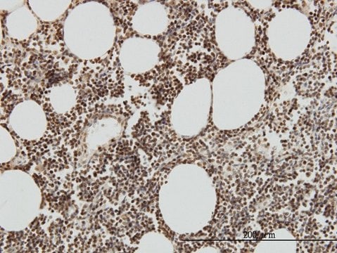 Monoclonal Anti-TAF7 antibody produced in mouse clone 2C5, purified immunoglobulin, buffered aqueous solution