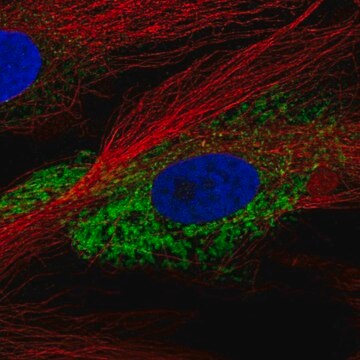 Anti-COL1A2 antibody produced in rabbit Prestige Antibodies&#174; Powered by Atlas Antibodies, affinity isolated antibody