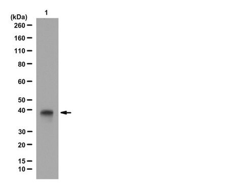 Anti-HDAC11 Antibody from rabbit, purified by affinity chromatography