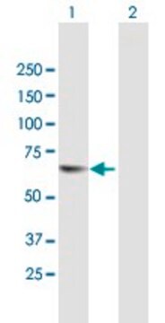 Anti-TESK2 antibody produced in mouse purified immunoglobulin, buffered aqueous solution