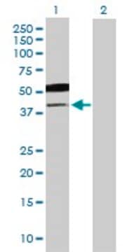 Anti-B3GNT5 antibody produced in mouse purified immunoglobulin, buffered aqueous solution