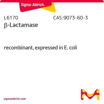 &#946;-内酰胺酶 recombinant, expressed in E. coli