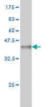 Monoclonal Anti-STYK1 antibody produced in mouse clone 3A8, purified immunoglobulin, buffered aqueous solution