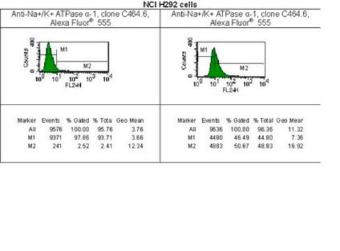 Anti-Na+/K+ ATPase &#945;-1 Antibody, clone C464.6, Alexa Fluor&#8482; 555 clone C464.6, Upstate&#174;, from mouse