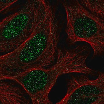 Anti-Snapc4 Antibody Produced In Rabbit Prestige Antibodies&#174; Powered by Atlas Antibodies, affinity isolated antibody, buffered aqueous glycerol solution