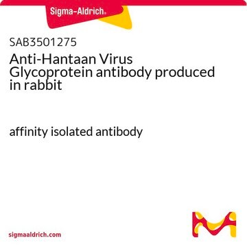 Anti-Hantaan Virus Glycoprotein antibody produced in rabbit affinity isolated antibody