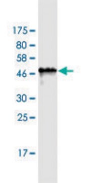 Monoclonal Anti-PAGE1 antibody produced in mouse clone 6G6, purified immunoglobulin, buffered aqueous solution