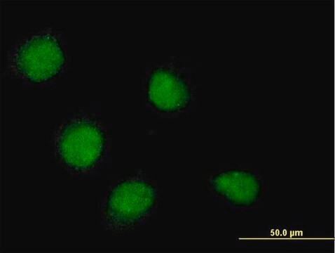 Monoclonal Anti-SSX4 antibody produced in mouse clone 3E10, purified immunoglobulin, buffered aqueous solution