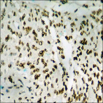 Anti-phospho-IkappaB-&#945; (pTyr42) antibody produced in rabbit affinity isolated antibody