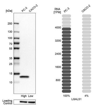 Anti-LGALS1 Prestige Antibodies&#174; Powered by Atlas Antibodies, affinity isolated antibody, buffered aqueous glycerol solution