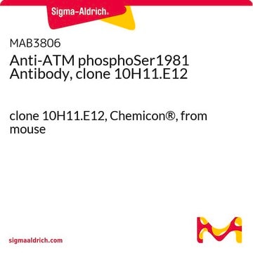 抗-ATM 磷酸化Ser1981抗体（克隆10H11.E12） clone 10H11.E12, Chemicon&#174;, from mouse