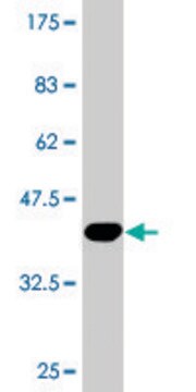 Monoclonal Anti-MTMR9, (C-terminal) antibody produced in mouse clone 4A9, purified immunoglobulin, buffered aqueous solution