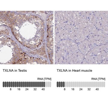 Anti-TXLNA antibody produced in rabbit Prestige Antibodies&#174; Powered by Atlas Antibodies, affinity isolated antibody, buffered aqueous glycerol solution