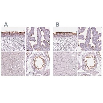 Anti-ROPN1L antibody produced in rabbit Prestige Antibodies&#174; Powered by Atlas Antibodies, affinity isolated antibody, buffered aqueous glycerol solution