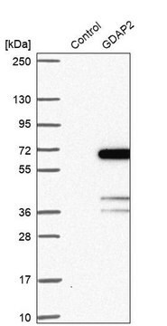 Anti-GDAP2 antibody produced in rabbit Prestige Antibodies&#174; Powered by Atlas Antibodies, affinity isolated antibody, buffered aqueous glycerol solution