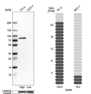 Anti-SNRK antibody produced in rabbit Prestige Antibodies&#174; Powered by Atlas Antibodies, affinity isolated antibody, buffered aqueous glycerol solution