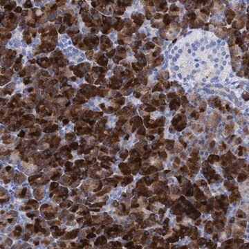 Anti-PLPPR1 antibody produced in rabbit Prestige Antibodies&#174; Powered by Atlas Antibodies, affinity isolated antibody, buffered aqueous glycerol solution