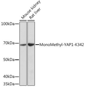 Anti-MonoMethyl-YAP1-K342 antibody produced in rabbit