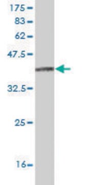 Monoclonal Anti-ITGA8 antibody produced in mouse clone 2G7, purified immunoglobulin, buffered aqueous solution