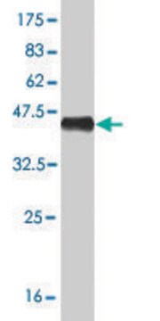 Monoclonal Anti-NPPB antibody produced in mouse clone 2D11, purified immunoglobulin, buffered aqueous solution