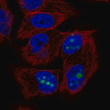 Anti-SFRP1 antibody produced in rabbit Prestige Antibodies&#174; Powered by Atlas Antibodies, affinity isolated antibody