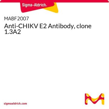 Anti-CHIKV E2 Antibody, clone 1.3A2