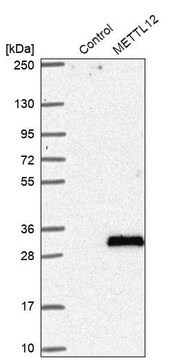 Anti-METTL12 antibody produced in rabbit Prestige Antibodies&#174; Powered by Atlas Antibodies, affinity isolated antibody, buffered aqueous glycerol solution