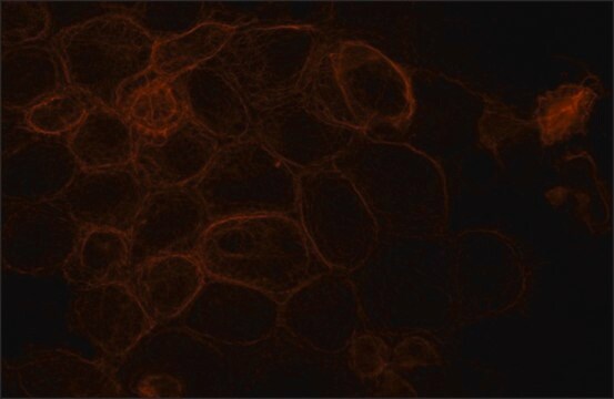 Anti-NEZHA (C-terminal) antibody produced in rabbit ~1.0&#160;mg/mL, affinity isolated antibody