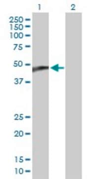 Anti-CYP2C18 antibody produced in mouse purified immunoglobulin, buffered aqueous solution