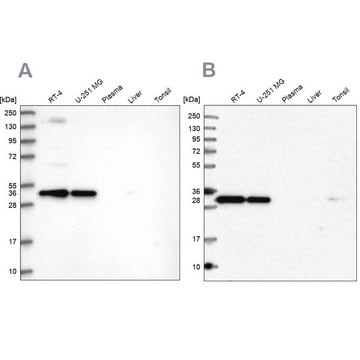 Anti-STX6 antibody produced in rabbit Prestige Antibodies&#174; Powered by Atlas Antibodies, affinity isolated antibody, buffered aqueous glycerol solution