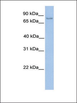 Anti-NSUN2 antibody produced in rabbit affinity isolated antibody