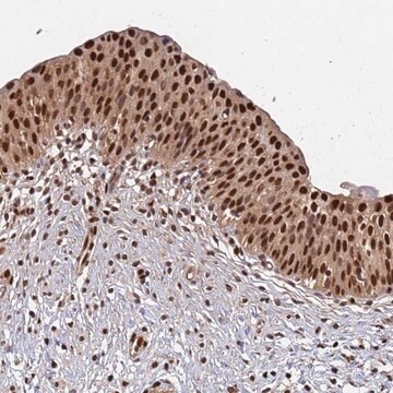 Anti-SUMO2 antibody produced in rabbit Prestige Antibodies&#174; Powered by Atlas Antibodies, affinity isolated antibody, buffered aqueous glycerol solution