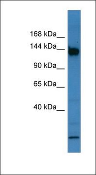 Anti-BNC1 antibody produced in rabbit affinity isolated antibody