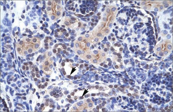 Anti-TAF1 antibody produced in rabbit affinity isolated antibody