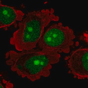 Anti-C8orf59 antibody produced in rabbit Prestige Antibodies&#174; Powered by Atlas Antibodies, affinity isolated antibody