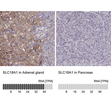 Anti-SLC18A1 antibody produced in rabbit Prestige Antibodies&#174; Powered by Atlas Antibodies, affinity isolated antibody