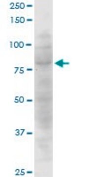 Monoclonal Anti-CTNNAL1 antibody produced in mouse clone 3C8, purified immunoglobulin, buffered aqueous solution